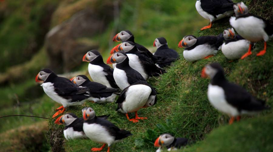 Puffins, Tour di gruppo alle Isole Faroe