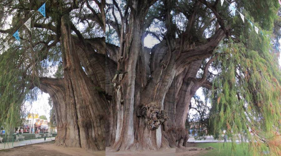 4° giorno: "Tule" l'albero piu' antico del mondo