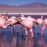 Laguna colorada