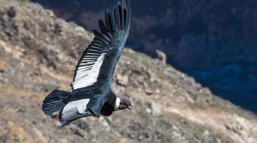 Condor  nel Canyon del Colca