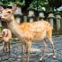I cervi di Nara