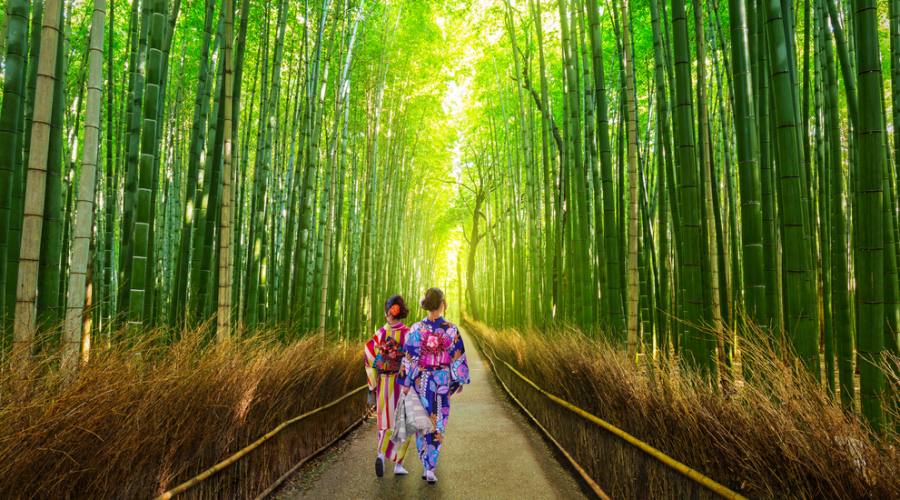 La foresta di bambu' di Arashiyama, raggiungibile da Kyoto