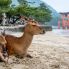 L'isola di Miyajima