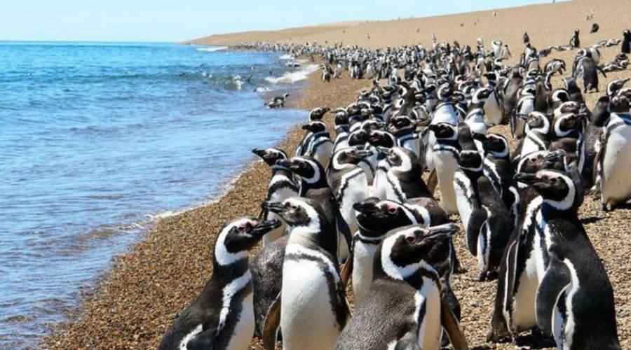 pinguini Magellano a Puerto Tombo