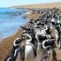 pinguini Magellano a Puerto Tombo
