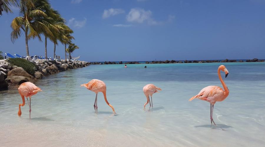 Aruba