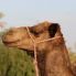 Dromadaire au Sahara