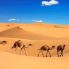 Les dunes de Merzouga Sahara