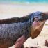 L'iguana delle Isole Exuma