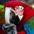 Scopri favolosi uccelli colorati