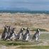 Pinguini di Magellano nei pressi di  Punta Arenas