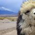 Lama a Parinacota