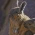 Viscacha, Parco nazionale Lauca