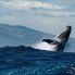 Reunion: le balene, uno spettacolo indimenticabile