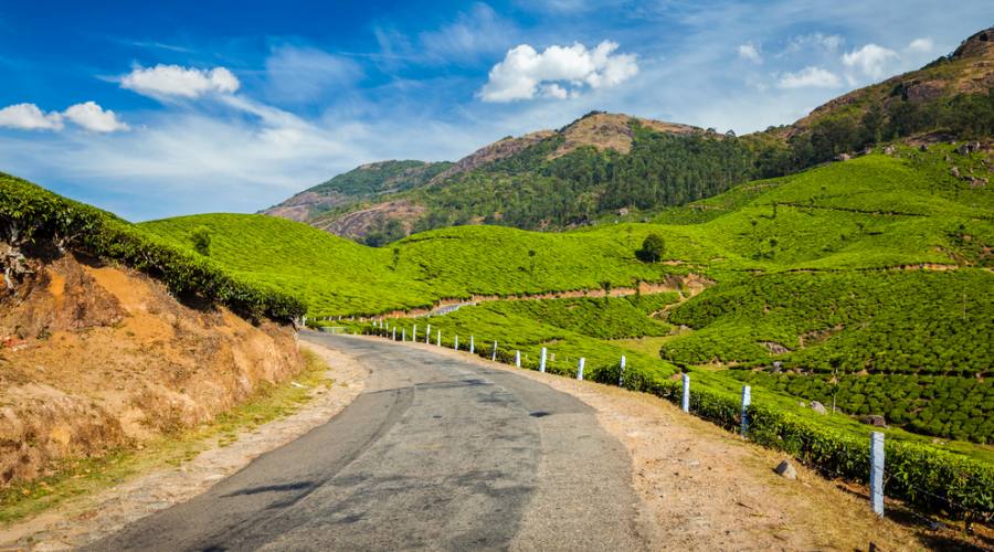 Strada tra le piantagioni di tè verde del Kerala