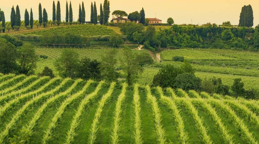 colline prosecco