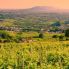 colline prosecco