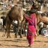 Pushkar, festival internazionale dei cammelli