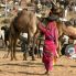 Pushkar, festival internazionale dei cammelli