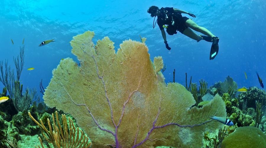 Attività diving