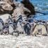 Pinguini a Betty's Bay