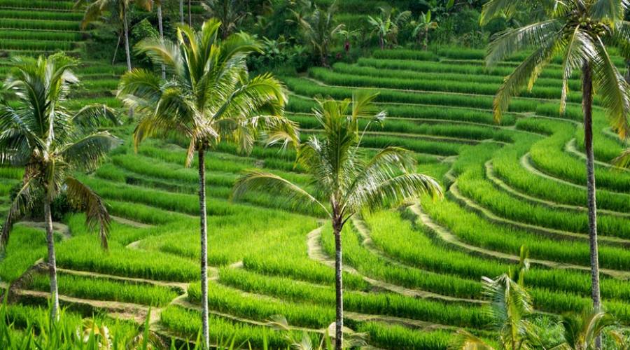 Campi di riso terrazzati a Bali