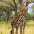 Maasai giraffes - Serengeti National Park
