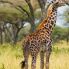 Maasai giraffes
