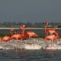 4° giorno: Flamingos Rosados a Celestún