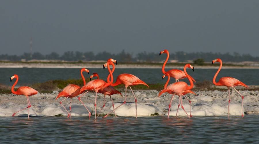 4° giorno: Flamingos Rosados a Celestún