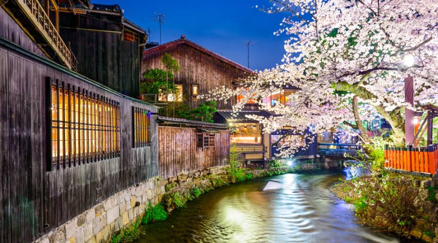 Il distretto di Gion a Kyoto, in fiore