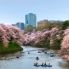 La fioritura dei ciliegi a Tokyo