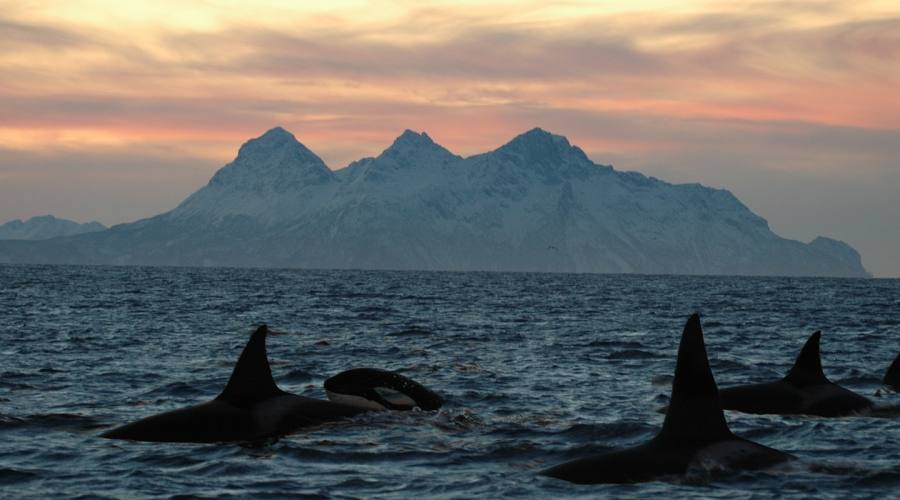 Orche alle Isole Lofoten