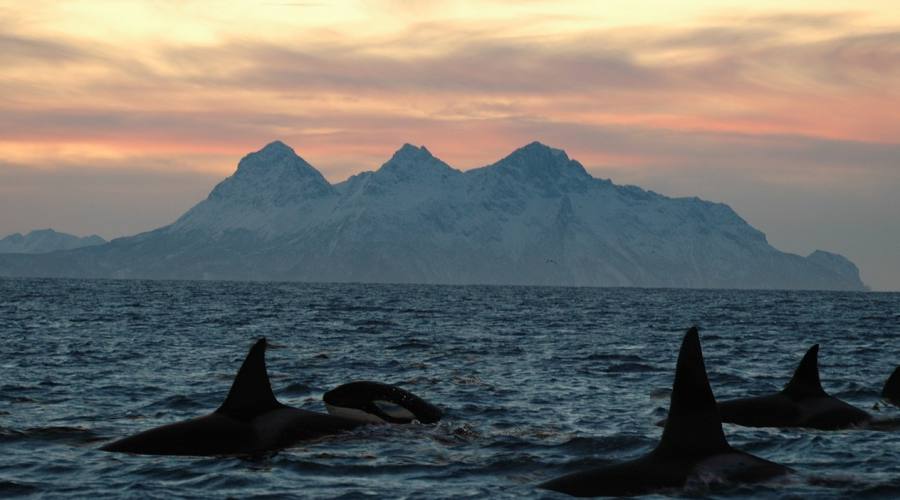 Orche alle Isole Lofoten