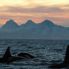 Orche alle Isole Lofoten