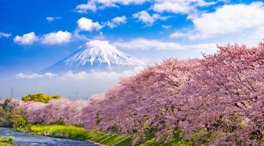 Mt. Fuji hanami