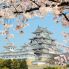 Himeji castle, hanami