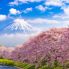 Mt. Fuji hanami