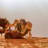 Wadi Rum