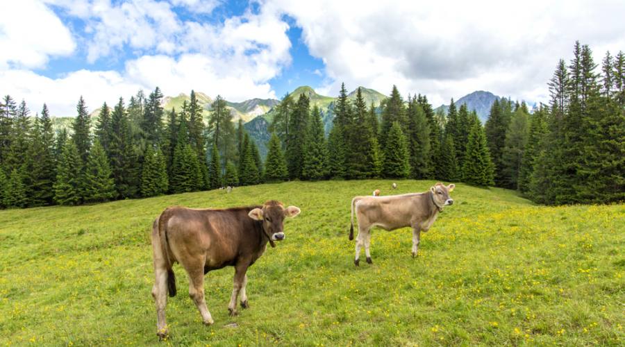 Dolomiti