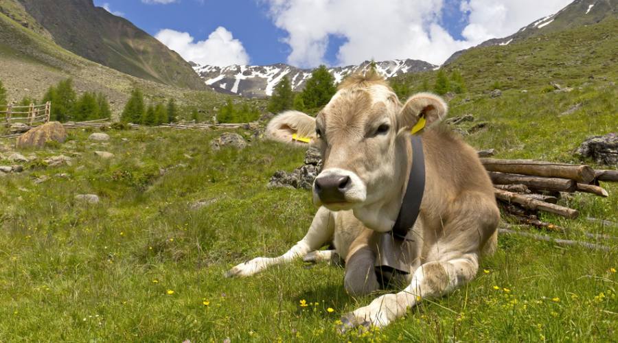 Dolomiti