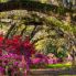 Magnolia Plantation and Gardens - Charleston