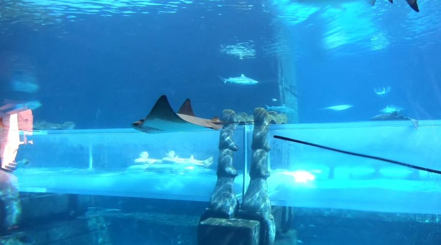 Passa dentro all'acquario degli squali con il tuo gommone