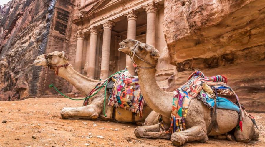 cammelli beduini a Petra