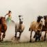 Cavalli selvatici di Przewalski