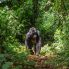 Trekking dei gorilla di montagna