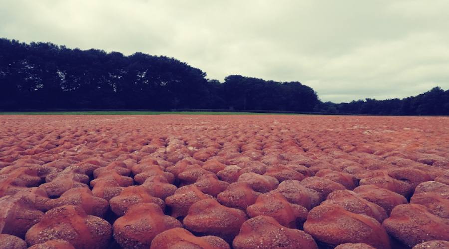 Ypres Memoriale di guerra fatto da centinaia di vasi di terracotta