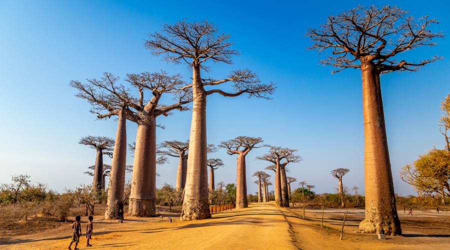 Morondava baobab