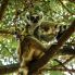 Lemuri Catta 