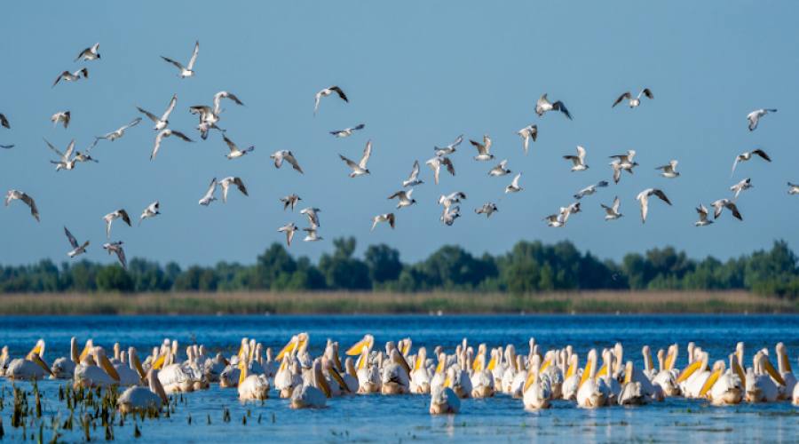 Colonia di pellicani bianchi sul Danubio